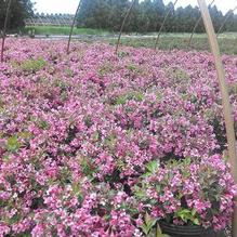 Weigela florida 'Minuet' Weigela florida 'Minuet'