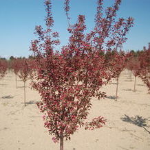 Malus 'Pink Spires' Malus 'Pink Spires'