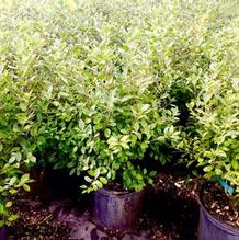 Ilex verticillata 'Jim Dandy' Ilex verticillata 'Jim Dandy'