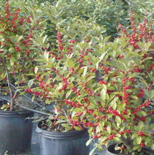 Ilex verticillata 'Red Sprite' Ilex verticillata 'Red Sprite'