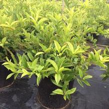 Itea virginica 'Henry's Garnet' Itea virginica 'Henry's Garnet'