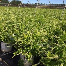 Itea virginica 'Sprich' Itea virginica 'Sprich'