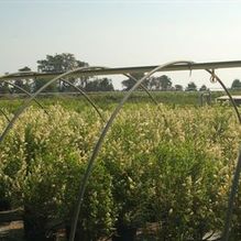 Ligustrum vulgare 'Cheyenne' Ligustrum vulgare 'Cheyenne'