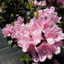 Rhododendron 'Aglo' Rhododendron 'Aglo'