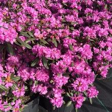 Rhododendron 'P.J.M. Elite' Rhododendron 'P.J.M. Elite'