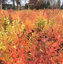 Rhus aromatica Rhus aromatica