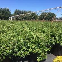 Rhus aromatica 'Gro-Low' Rhus aromatica 'Gro-Low'