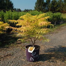 Rhus typhina 'Baitiger' Rhus typhina 'Baitiger'