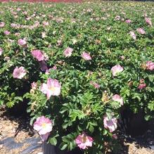 Rosa 'Frau Dagmar Hartopp' Rosa 'Frau Dagmar Hartopp'