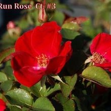 Rosa 'WEKcosbako' Rosa 'WEKcosbako'