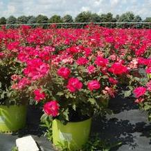 Rosa 'RADrazz' Rosa 'RADrazz'