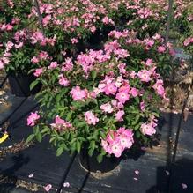 Rosa 'Nearly Wild' Rosa 'Nearly Wild'