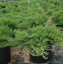 Evergreens from Kankakee Nursery
