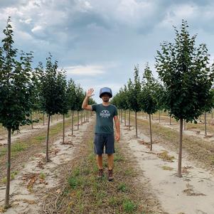 Tilia cordata Greenspire® Linden 