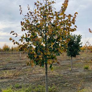 Tilia flavescens Glenleven Linden 