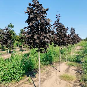 Acer platanoides Royal Red Norway Maple 