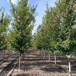 Ulmus japonica x pumila New Horizon Elm 