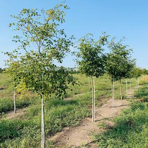 Cladrastis lutea Yellowwood 