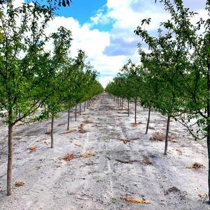 Malus 'Sutyzam' Sugar Tyme™ Crabapple 