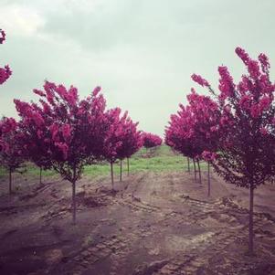 Malus 'Shotizam' Show Time™ Crabapple 