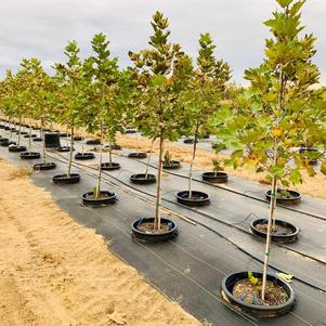 Platanus acerifolia 'Morton Circle' Exclamation!™ 