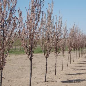 Prunus cer. 'Cripoizam' Crimson Pointe™ 