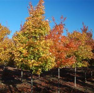 Acer rubrum Red Maple 