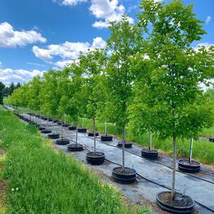 Acer tataricum 'Gar Ann' Hot Wings® Tatarian Maple 