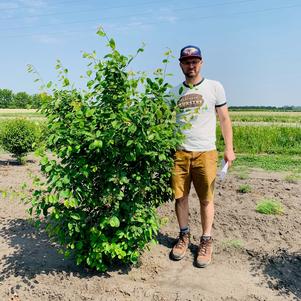 Amelanchier canadensis Shadblow Serviceberry 