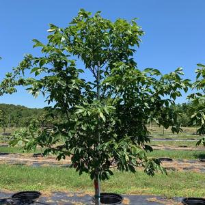 Aesculus glabra Ohio Buckeye 