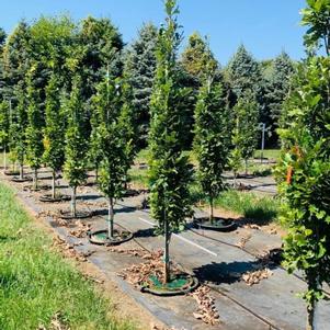 Quercus robur x bicolor 'Nadler' Kindred Spirit® Oak 