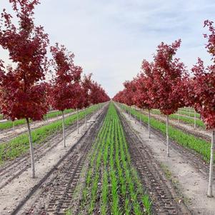 Acer rubrum Brandywine Red Maple 