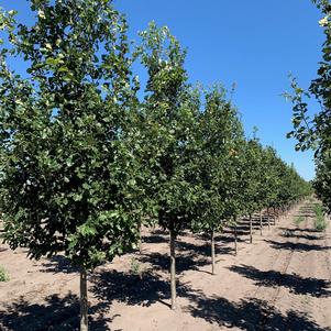 Quercus macdanielii 'Clemons' Heritage® Oak 