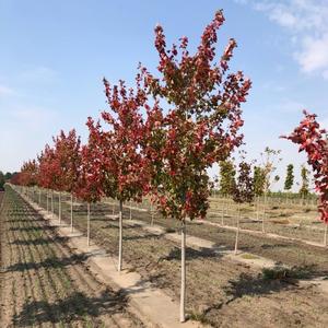 Acer rubrum Autumn Radiance® Red Maple 