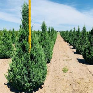 Juniperus chinensis Blue Point Juniper 