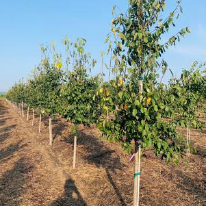 Amelanchier laevis Spring Flurry® Serviceberry 'JFS-Arb' 