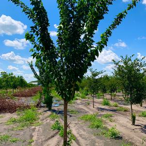 Maclura pomifera White Shield Osage Orange 