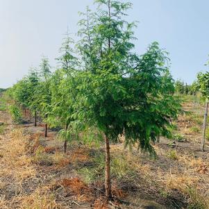 Metasequoia glyptostroboides Dawn Redwood 