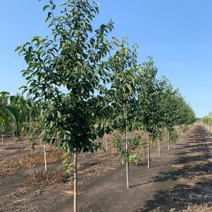 Alnus spaethii Spaeth's Alder 