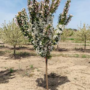 Malus Adirondack Crabapple 