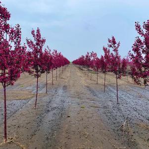 Malus Perfect Purple Crabapple 