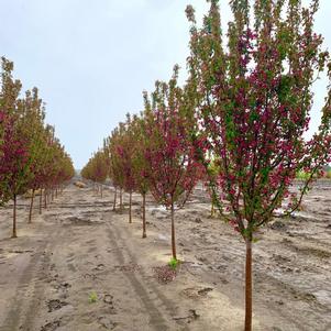 Malus Red Barron Crabapple 