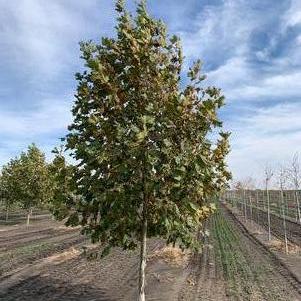 Platanus x acerifolia 'Morton Euclid' Ovation™ 