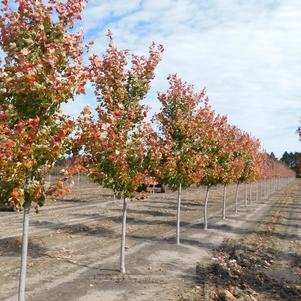 Acer rubrum October Glory Red Maple 