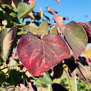 Cercis canadensis 'Forest Pansy'