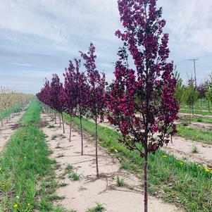 Malus x adstringens 'Durleo' Gladiator™ Crabapple 