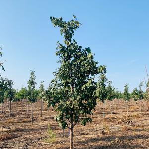 Syringa reticulata Bailnce