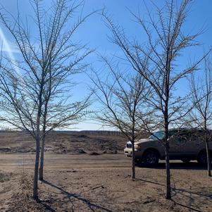 Ulmus davidiana var. japonica Prospector