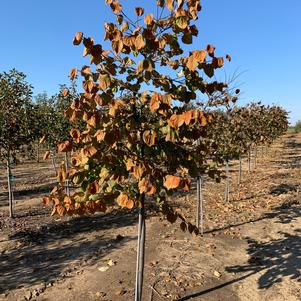 Cercis canadensis 'Appalachian Red'