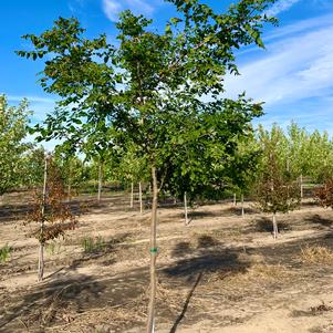 Koelreuteria paniculata 